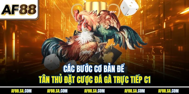 Các bước cơ bản để tân thủ đặt cược đá gà trực tiếp C1