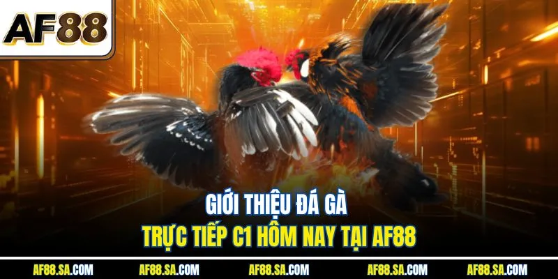Giới thiệu đá gà trực tiếp C1 hôm nay tại AF88
