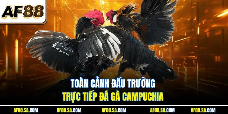 Toàn cảnh đấu trường trực tiếp đá gà Campuchia 